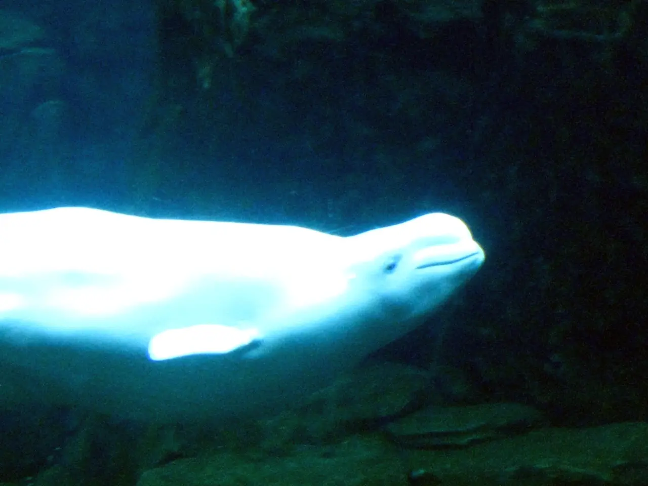 Exploring Underwater Wonders in Kenya's Coastal Waters