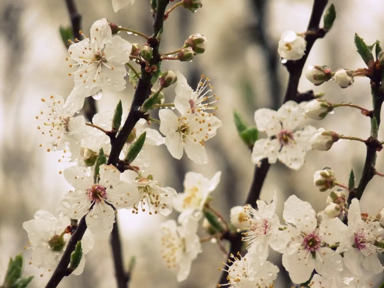 Gathering Cirsium arvense, More Commonly Known as Canada Thistle, for Food or Medicinal Purposes