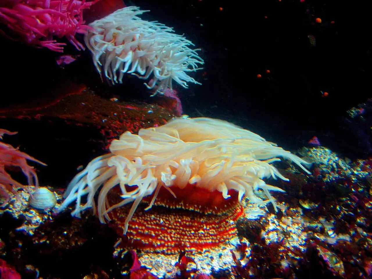 Tiny, Hardly-explored Nation Holds Statement as World's Least Frequented Destination, Spanning Just...