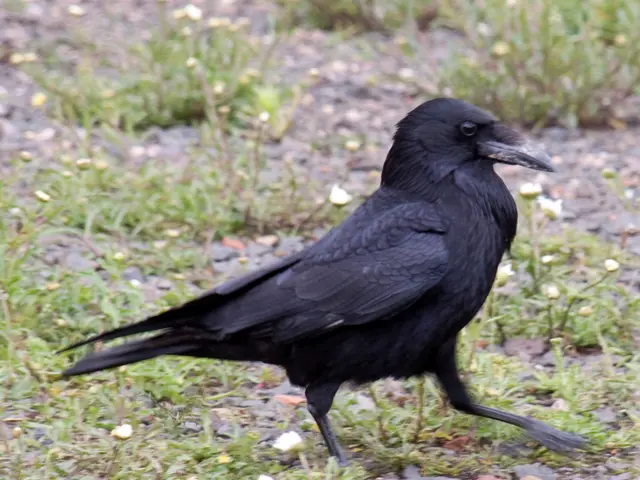 A chatty songbird guides the lost on their journey
