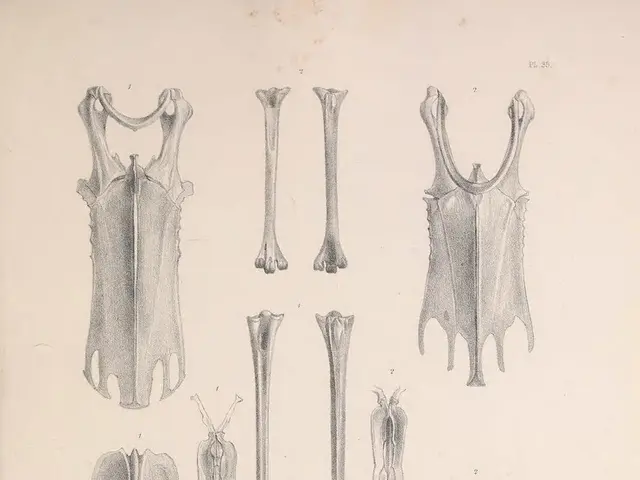 Person seeking to transport a specific animal from Belarus to Poland.