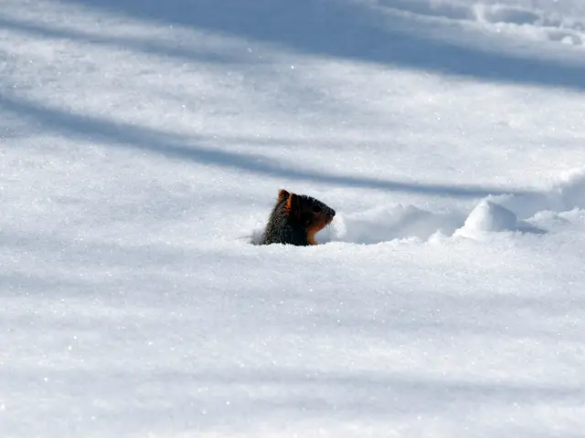 Capturing Muskox Images in Dovrefjell's Winter Landscape