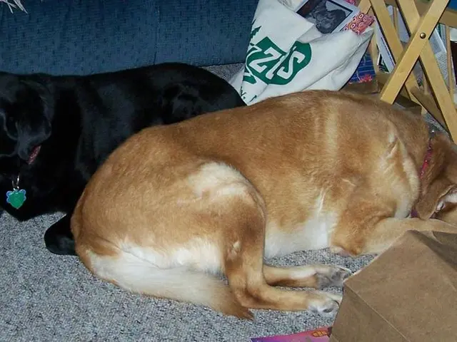 Common Allergens That Can Affect Dogs, Explored by Jackie Brown (with expertise reviewed by...