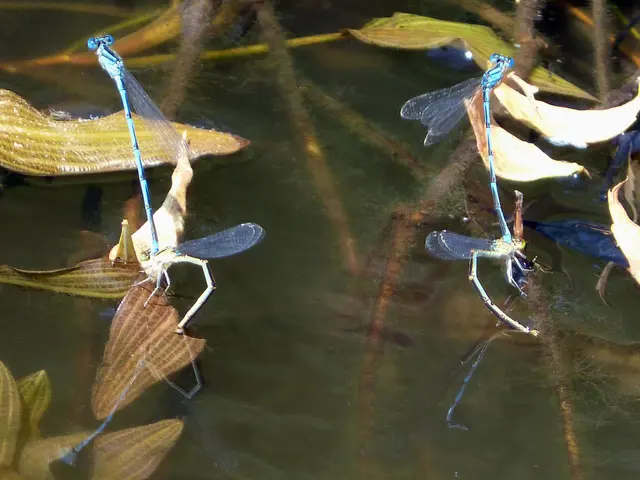 Terrarium Mold Eradication: Permanent Springtail Solution