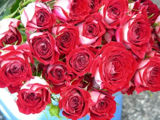 The Science Unveiled: The Psychological and Physiological Effects of Red Roses in Floral Therapy
