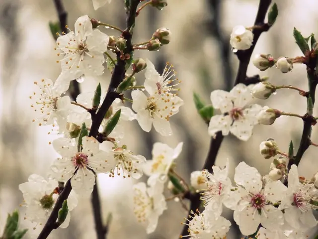 Gathering Cirsium arvense, More Commonly Known as Canada Thistle, for Food or Medicinal Purposes