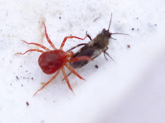 A significant surge in bed bug infestations, with an over 50% increase observed compared to June...