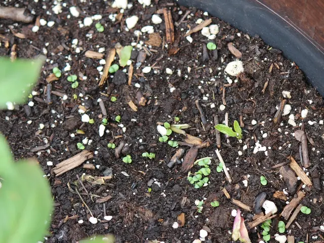 Harnessing Essential Micronutrients: Revealing Soil Insights for Augmenting Plant Development