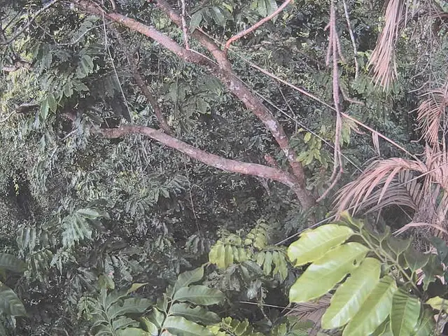 Uruguay faces a pest endangering its palm tree population