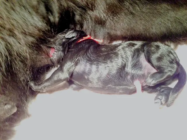 Price tag of strife in the animal realm