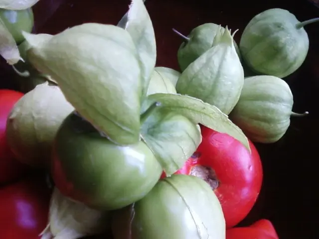 Nutrition Through Agriculture: The Potential of Genetically Enriched Plants