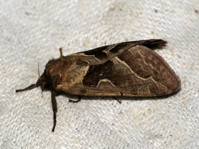 Persistent Tick Bites Prompt Thousands to Seek Medical Attention