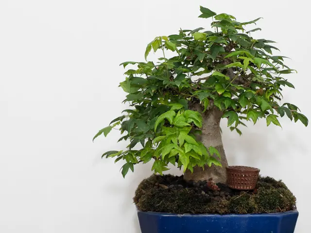 Houseplants: Ficus, Schefflera, and Serissa for Indoor Bonsai Gardening