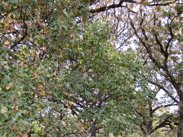 Death Causes in 2020: Insight into the Statistics