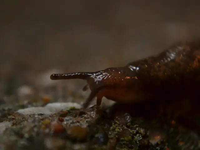 Individual found with large African land snails in Miami, Florida on September 15.