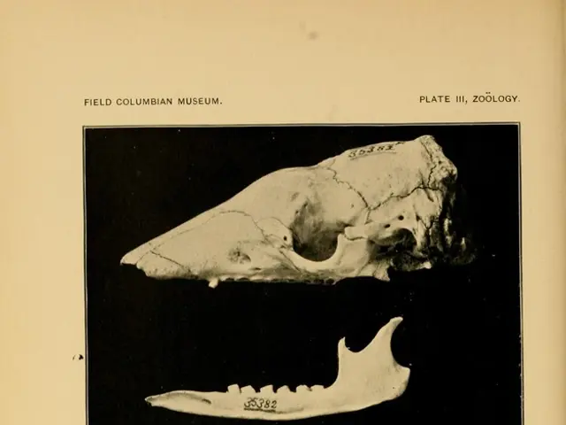 Role of Hydroxyapatite within Bone Structures