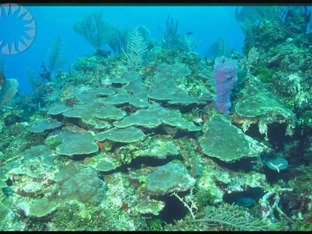 Soil Algae: A Benefit or Threat to Vegetation?