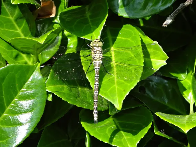 China's first domestically acquired chikungunya case confirmed