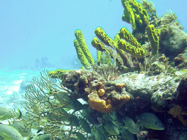 Underwater Photography Expedition Using Sea & Sea YS-D3 Flash in the Gulf of California