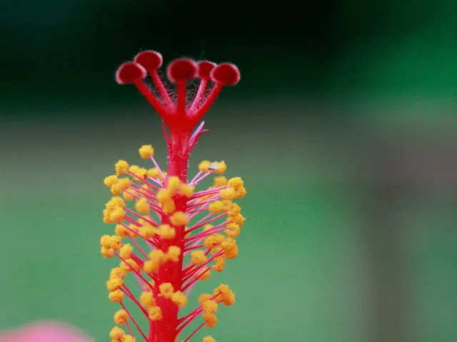 Hay Fever Leading to Sore Throats? Exploring Home Remedies and Medications as Solutions