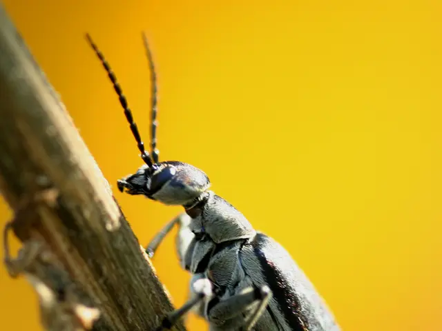 Deadly pathogens spreading rampantly in a German city