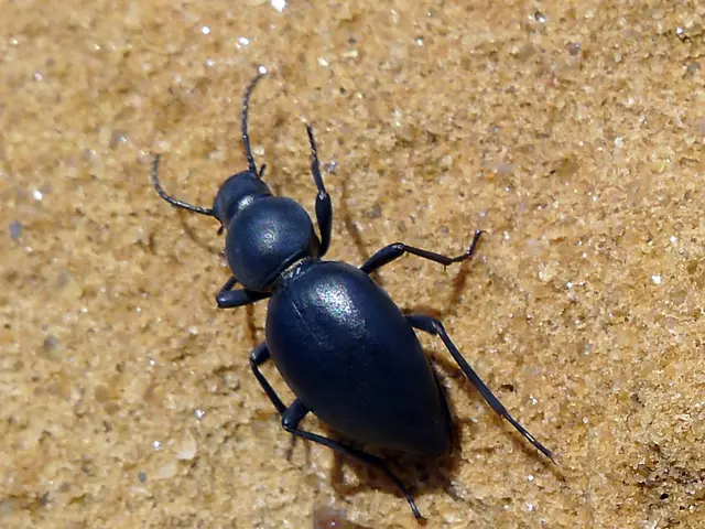 Cirrhosis linked to low platelet count: Insights on connection, remedies, and additional details