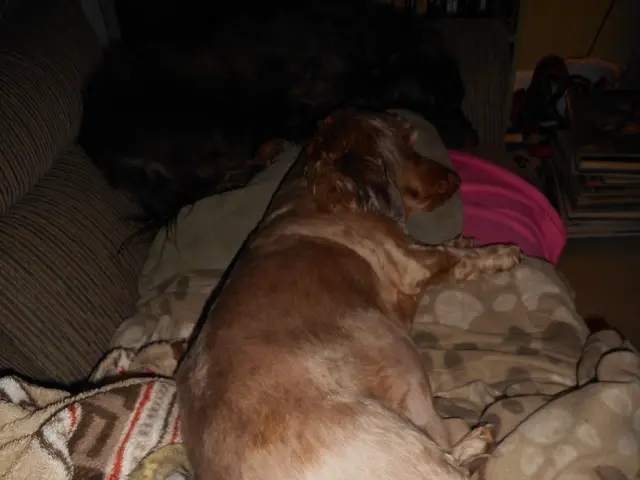 Local authorities in Delhi NCR ordered to move stray dogs from their current locations