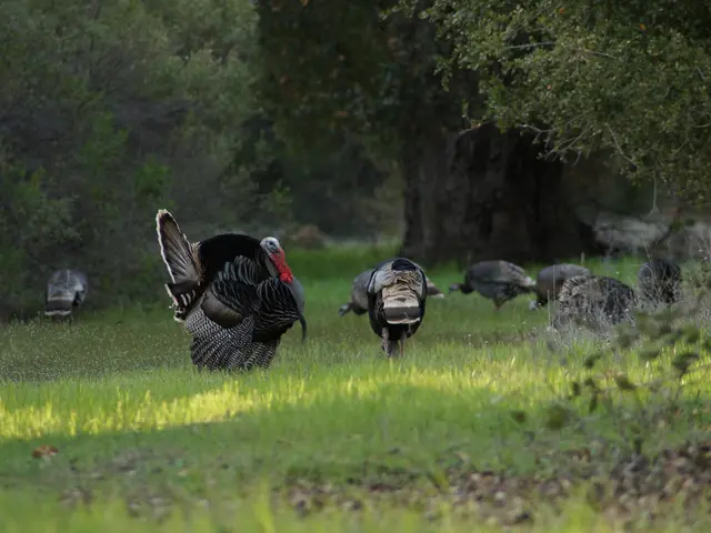 Turkish authorities affirm their decision to maintain the all-inclusive system.