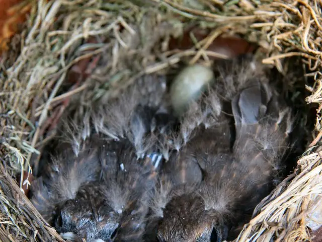 Nurturing and Aiding Infant Aviators: Learning Recognition, Assistance for Juvenile Birds