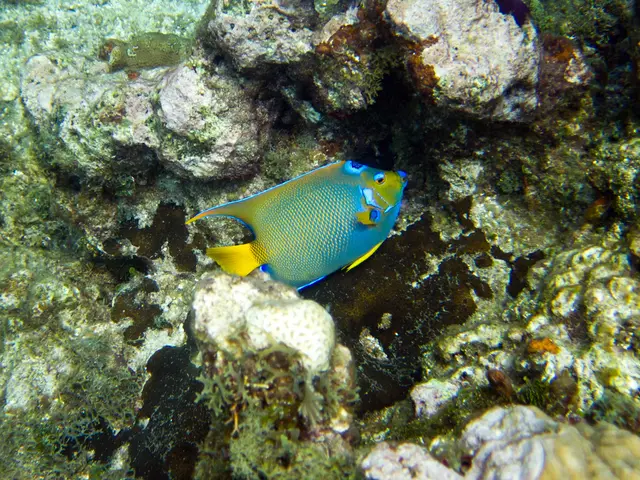 Undersea Artwork Contest Victors Revealed