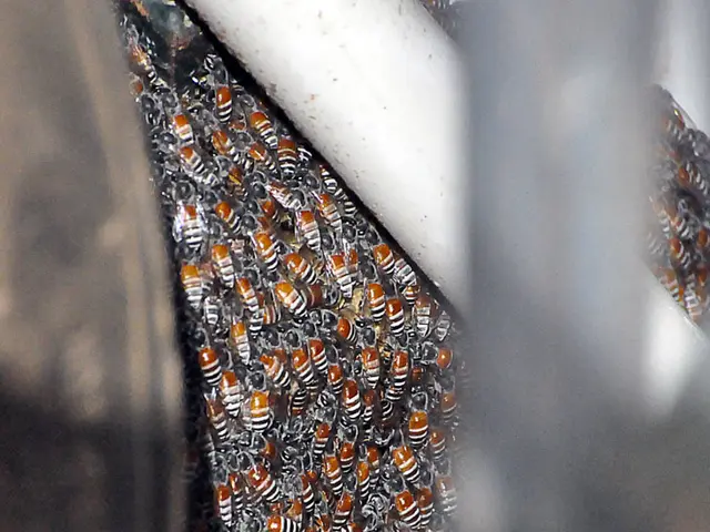 Honey remedy for heartburn relief