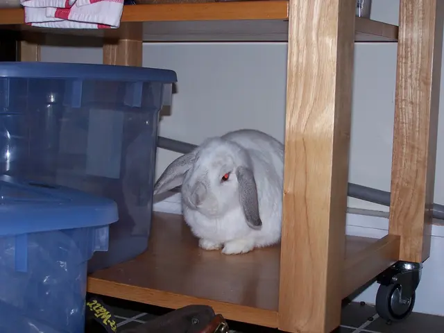 Simple Guide on Rabbit Housing and Toilet Training (In 5 Effortless Steps!)