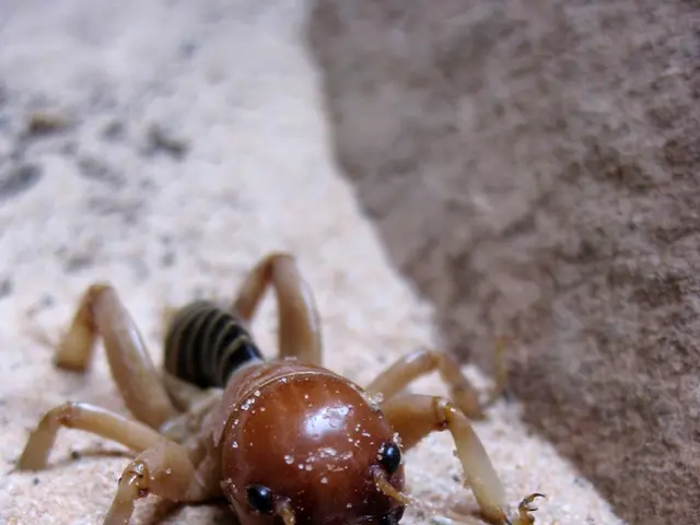 Thousands of Individuals in the Bay Area Have Experienced Tick Bites