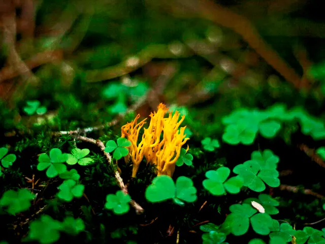 Acidic Soil Preferences: Discovering Plants That Flourish in Acidic Environments